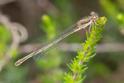 Ceriagrion tenellum female melanogastrum-223618